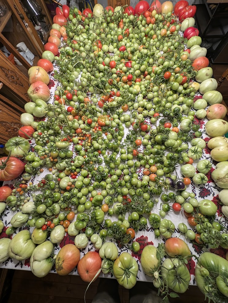The Last Tomato Check-In of 2025