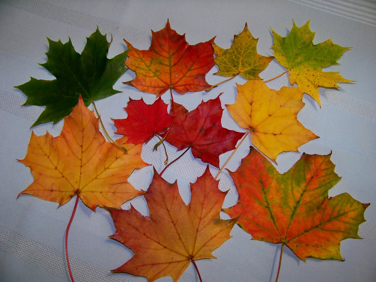 The Leaf on the Snow: What the Canadian Flag Means to Me