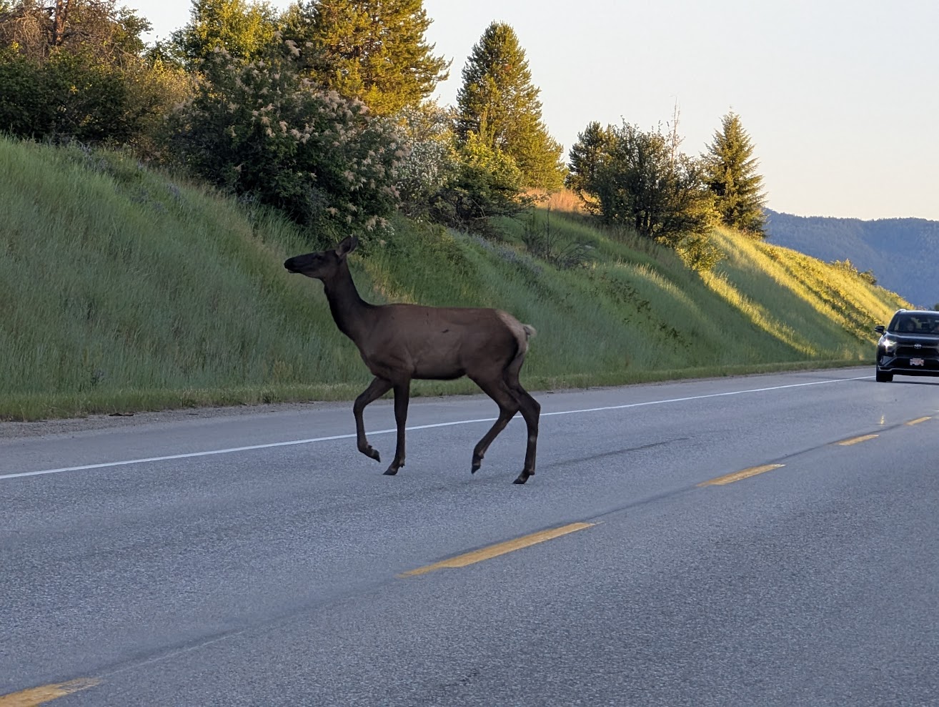 A Bigger Safari: Nakusp Hot Springs, the Kootenays, and a Weekend With No Wifi